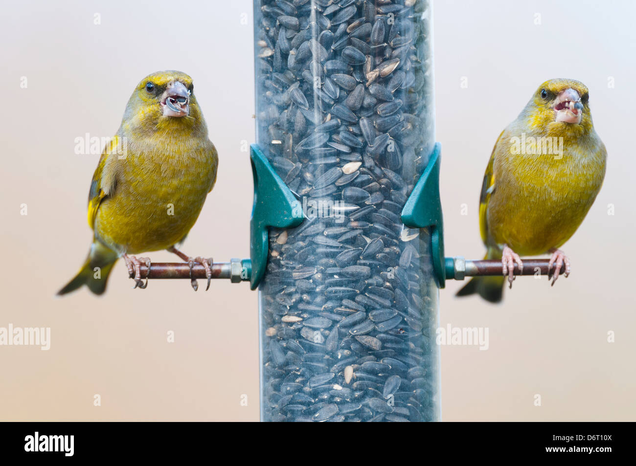 Greenfinch, Carduelis chloris, two adult males on black sunflower feeder, England, February Stock Photo