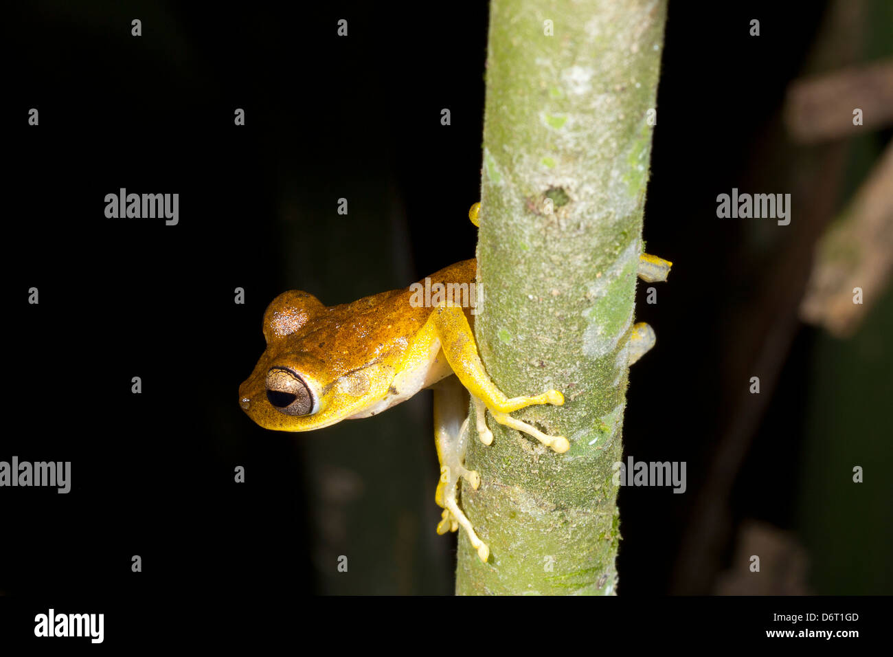 Gunther's Banded Treefrog (Hypsiboas fasciatus), Ecuador Stock Photo