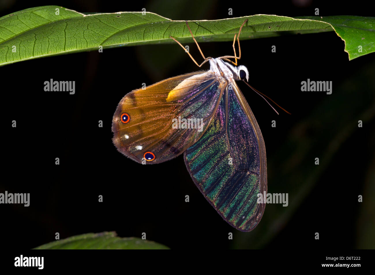 Glasswing butterfly (Cithaerias sp. fam. Satyridae) roosting in the rainforest understory at night Stock Photo
