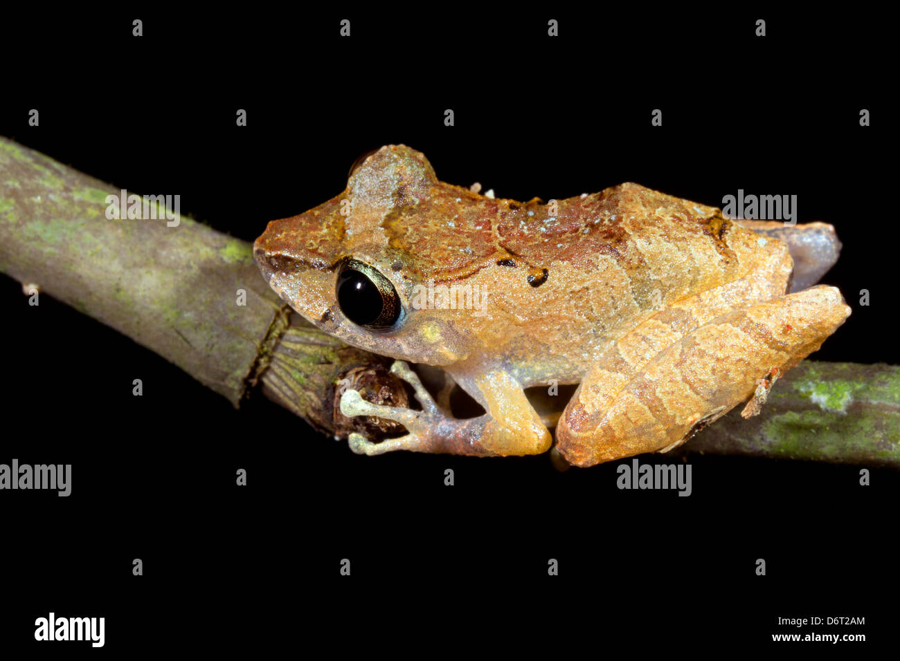 Rain Frog (Pristimantis ockendeni) on a stick in the rainforest, Ecuador Stock Photo