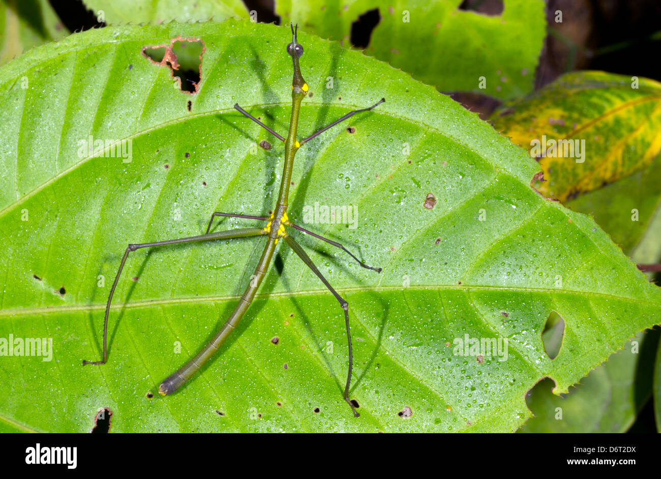 Stick grasshopper (Proscopiidae) on a leaf in the rainforest, Ecuador Stock Photo