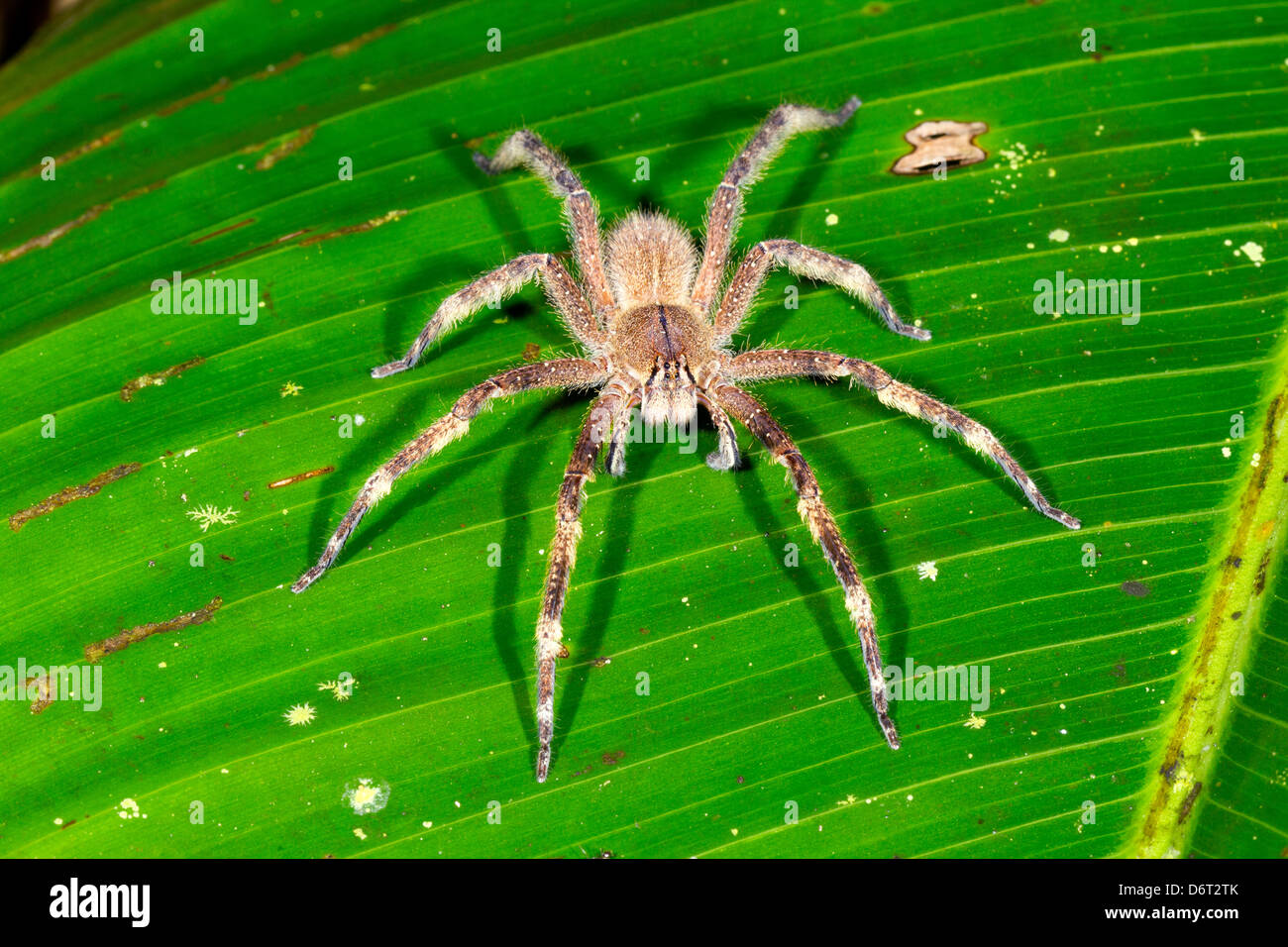 Venomous wandering spider (Phoneutria fera) sitting on a heliconia leaf in the rainforest, Ecuador Stock Photo