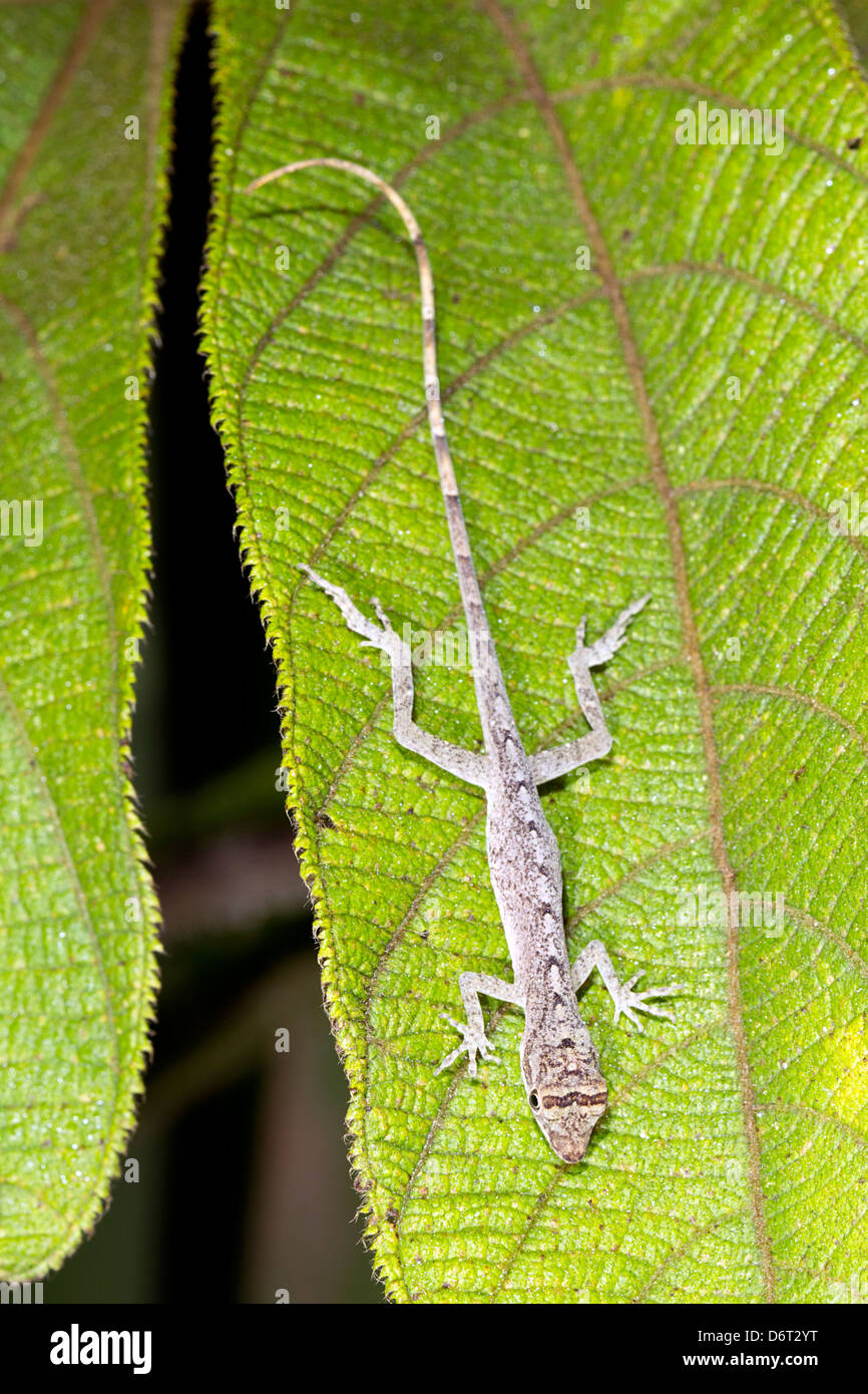 Tropical Anole (Anolis trachyderma) at rest in the rainforest understory, Ecuador. Stock Photo