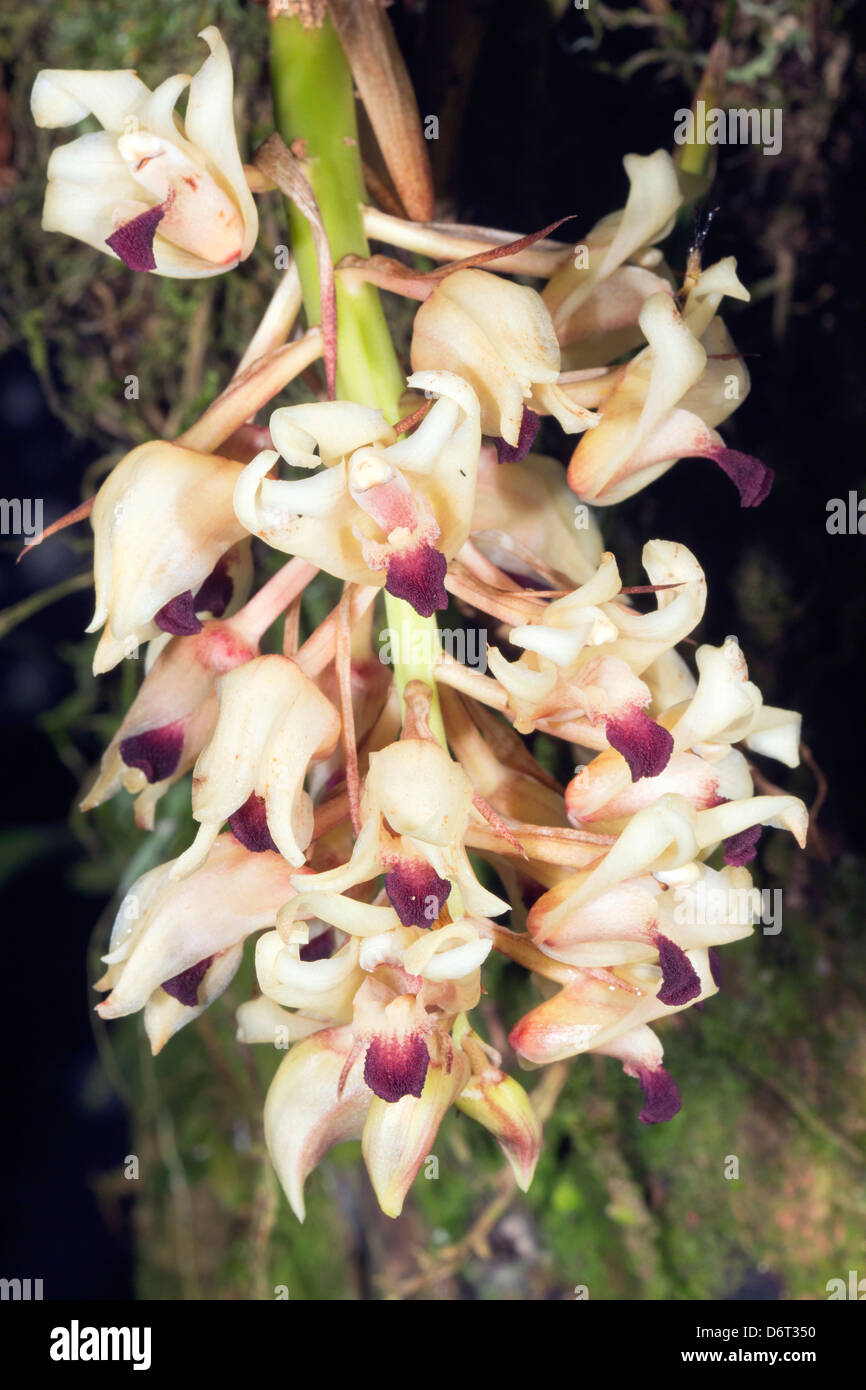 Orchid (Xylobium ornatum), an epiphytic species from the Ecuadorian Amazon Stock Photo