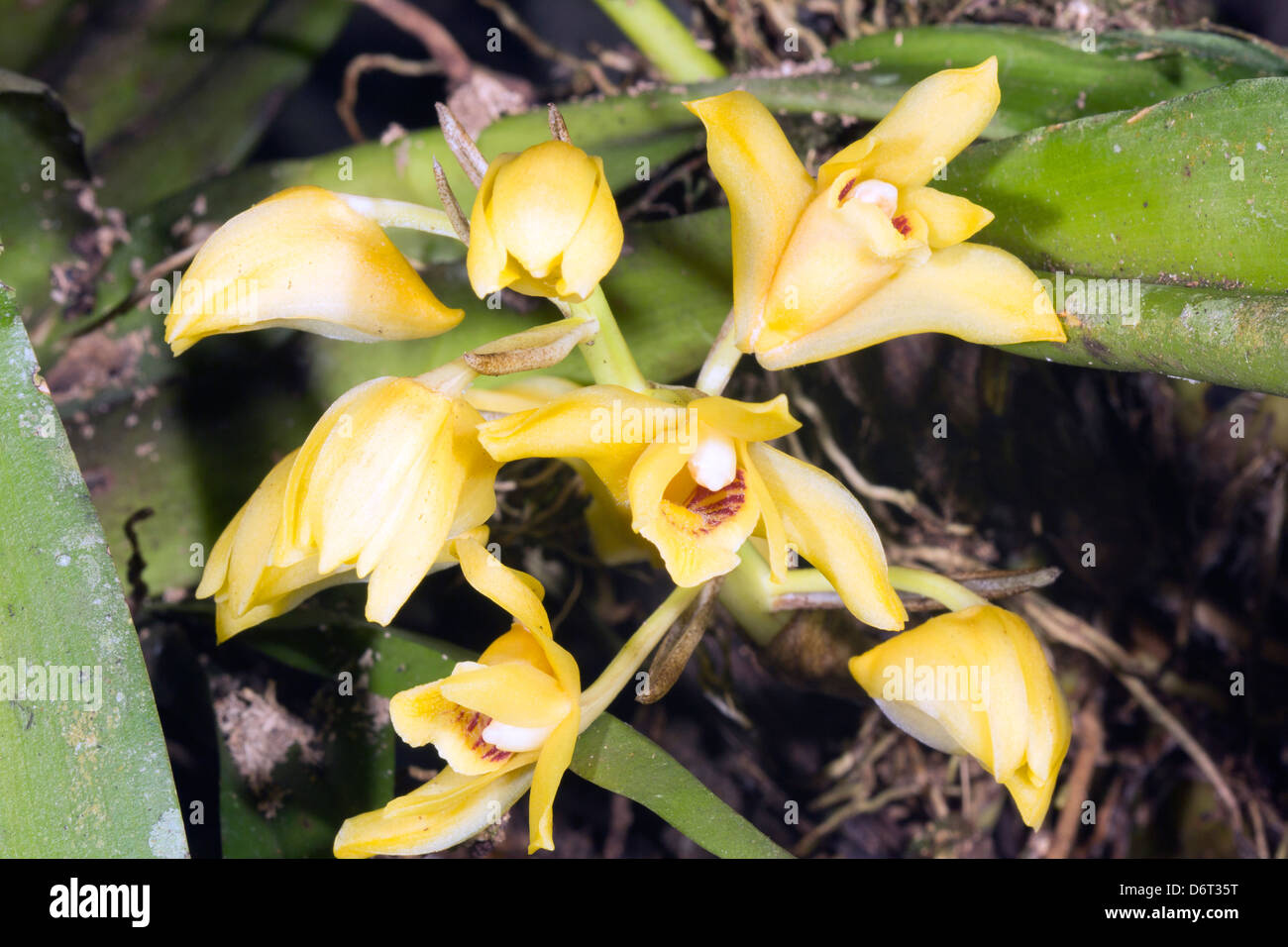 Orchid (Maxillaria sp.) an epiphytic species from the Ecuadorian Amazon Stock Photo
