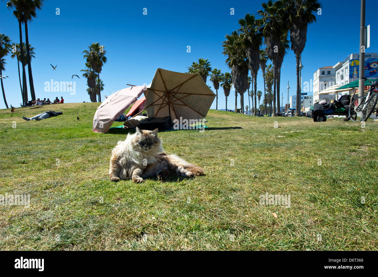 Venice Beach, Santa Monica, California, April 10, 2013: a mangy cat sits among the homeless. Stock Photo