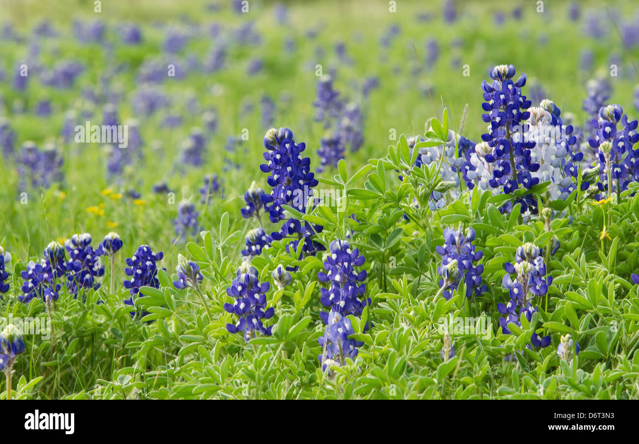 Texas bluebonnets (Lupinus texensis) blooming on the meadow Stock Photo