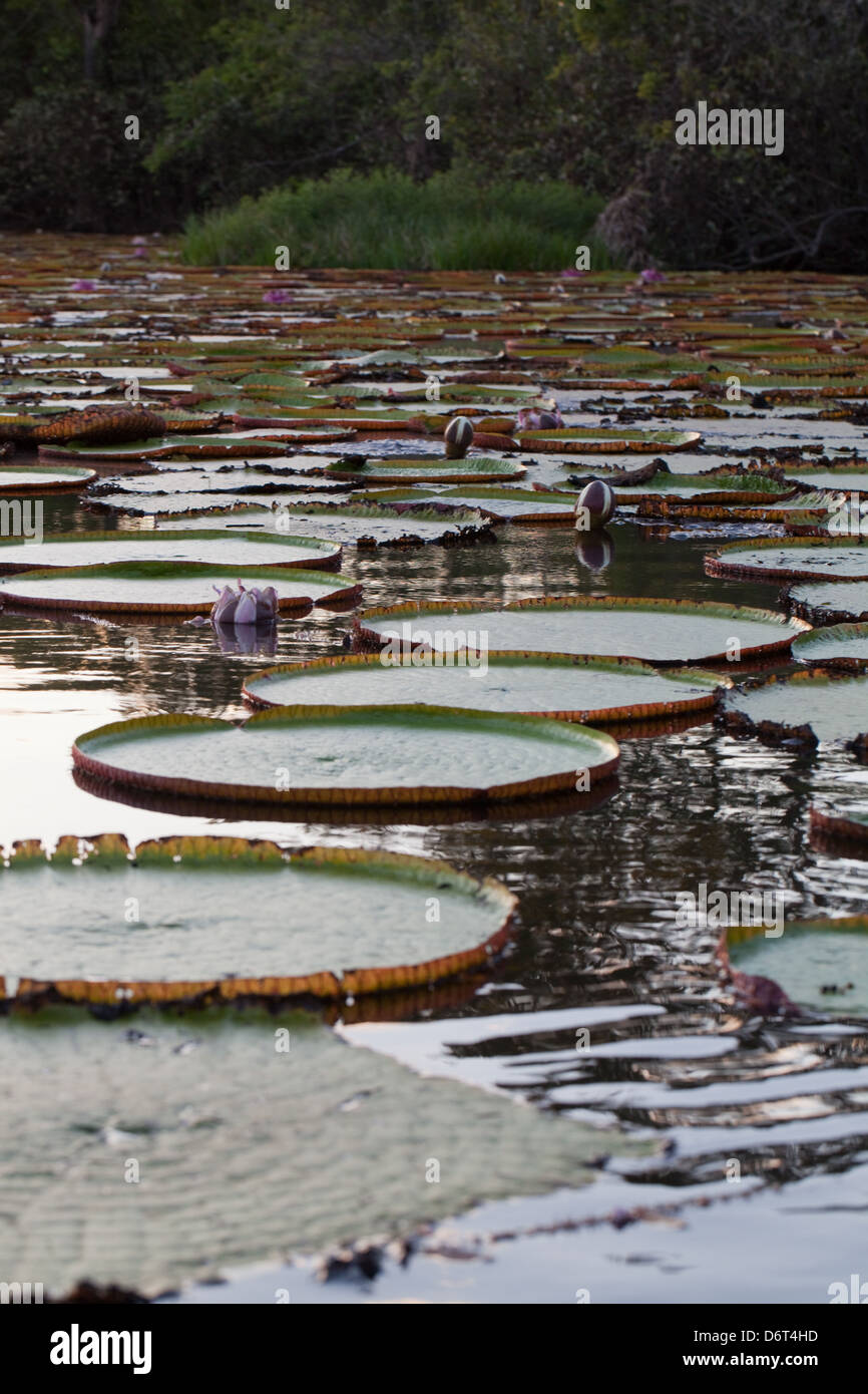 Giant Waterlily (Victoria amazonica). Evening light. Growing in pools ...