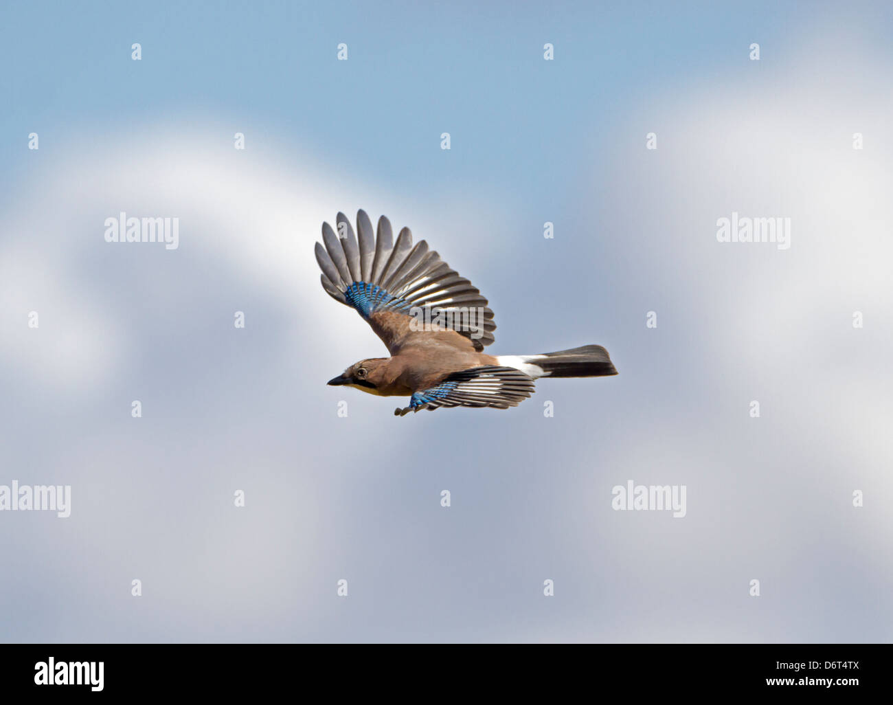 Jay Garrulus glandarius Stock Photo