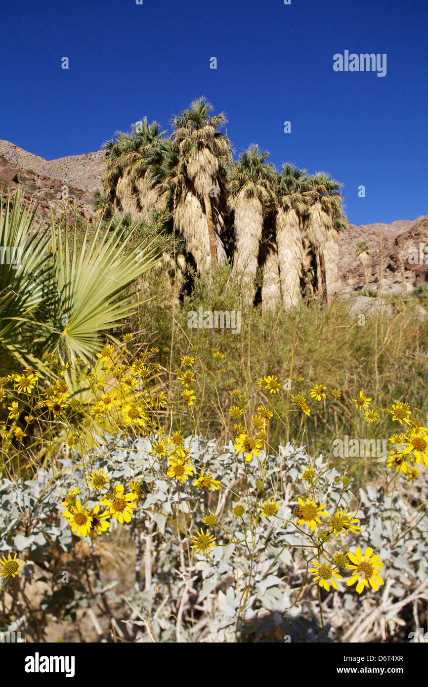 Blooming yellow brittlebush flowers in a desert, Anza Borrego Desert