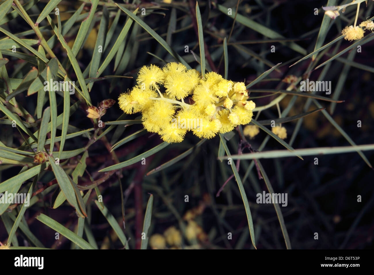 Flinders Range/Gawler Range/Port lIncoln/Winter /Willow-leaved Wattle-Acacia iteaphylla-Family Leguminosae[ Fabaceae/Mimosaceae] Stock Photo