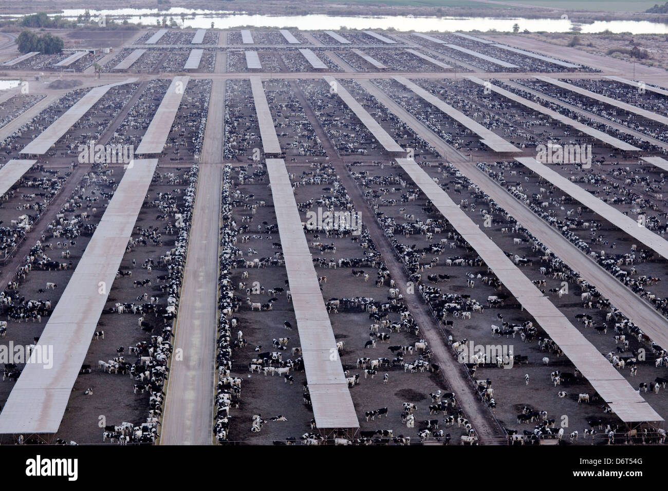 Holstein cattle feed lot, Brawley, Imperial County, California, USA