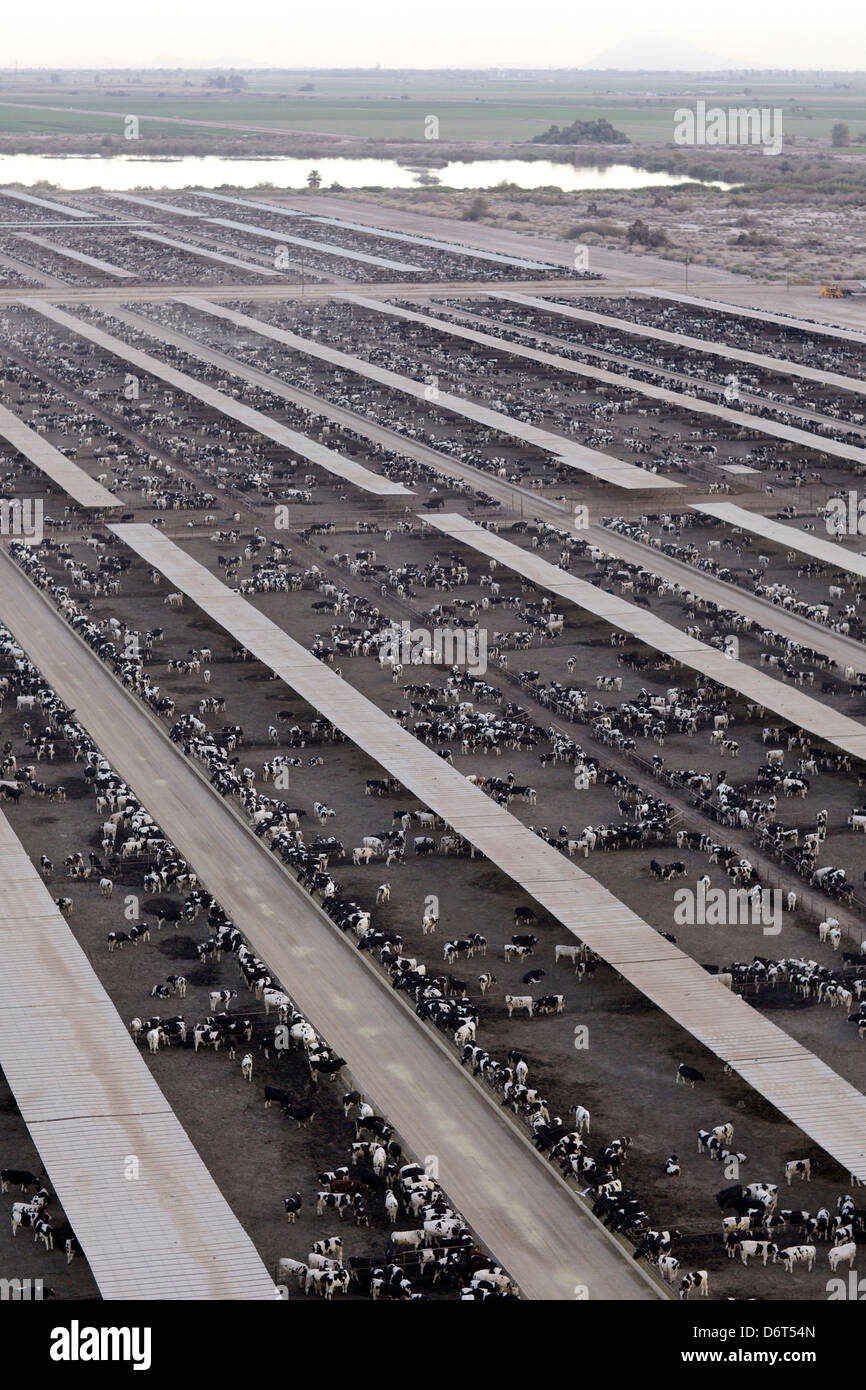 Holstein cattle feed lot, Brawley, Imperial County, California, USA Stock Photo Alamy