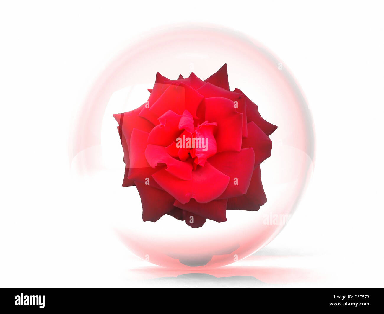 rose in a glass ball Stock Photo - Alamy