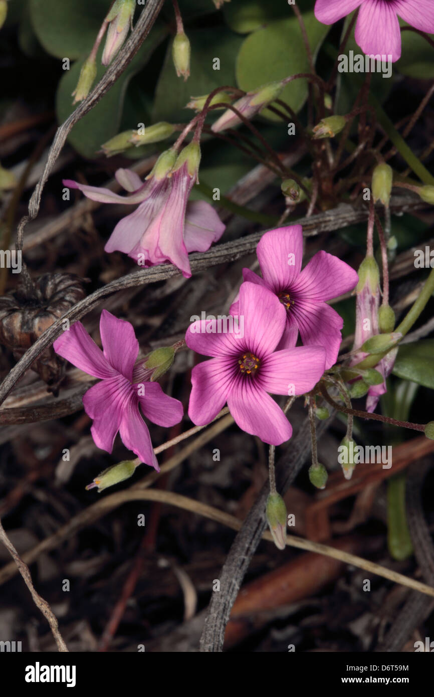 Close-up of Wood Sorrel / Pink Wood Sorrel- Oxalis articulata [syn. O. floribunda / O. pupurata]- family Oxalidaceae Stock Photo
