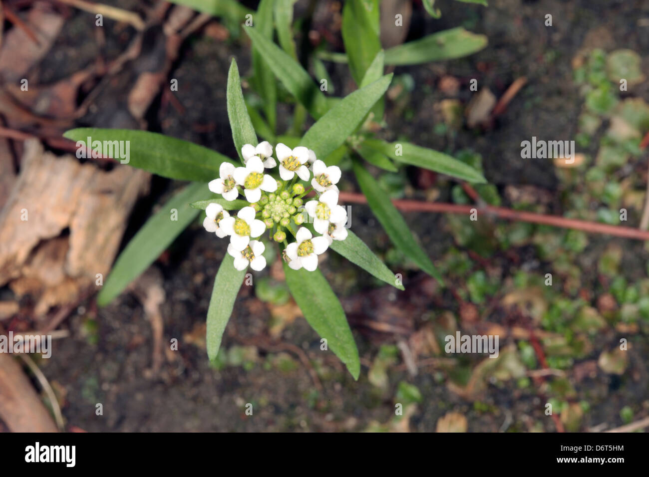 Close-up of Alyssum showing details of flower head- Alyssum maritima  [syn. A maritimum]- Family Brassicaceae Stock Photo