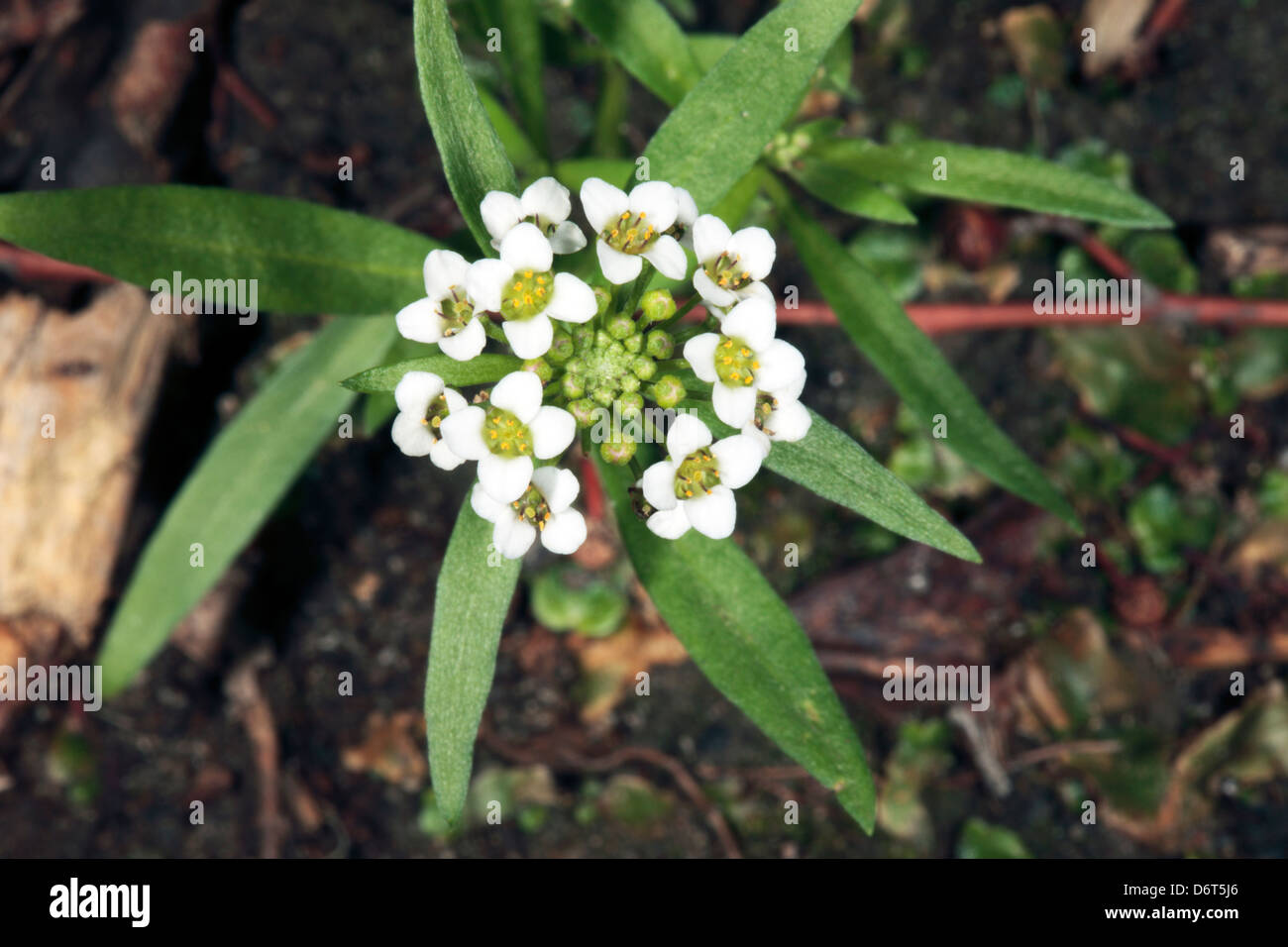 Close-up of Alyssum showing details of flower head- Alyssum maritima  [syn. A maritimum]- Family Brassicaceae Stock Photo