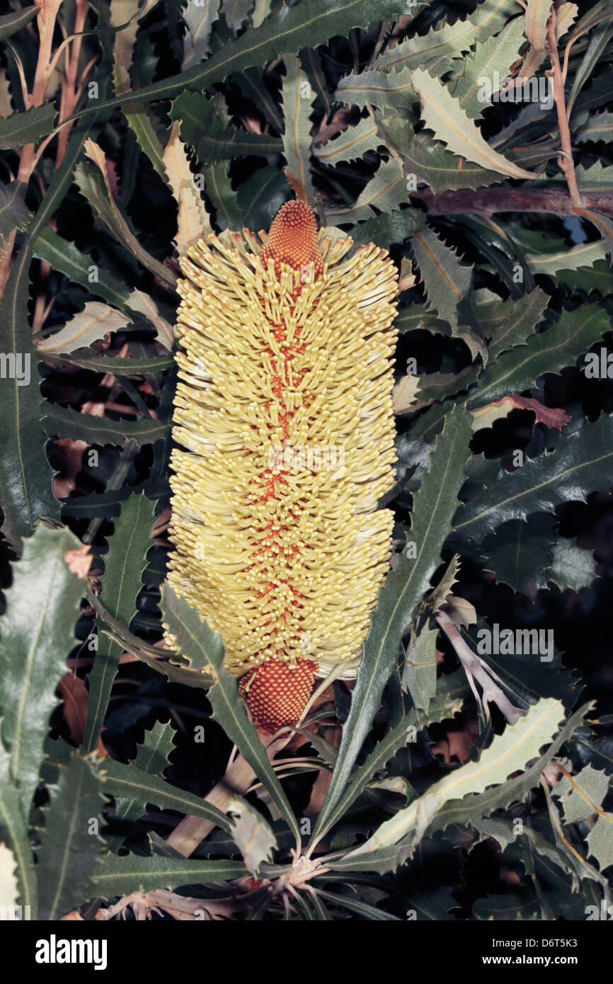 Close-up Slender Banksia/Candlestick Banksia/Biara flower spike- Banksia attenuata [syn B. cylindrostachya]- Family Proteaceae Stock Photo