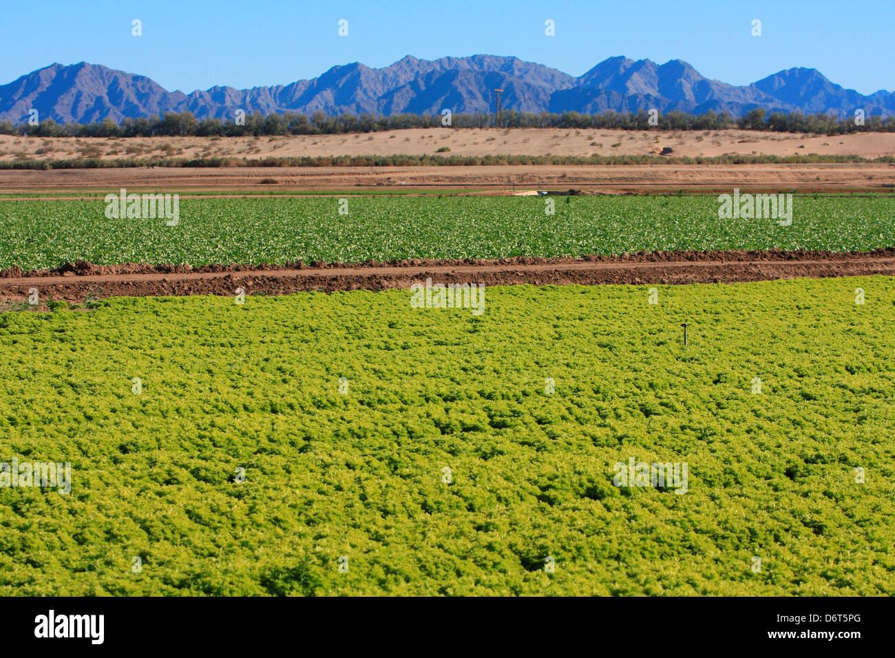 USA, Arizona, Yuma, Lettuce fields Stock Photo