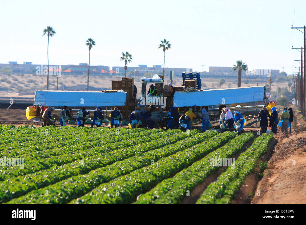 USA, Arizona, Yuma, Lettuce harvesting Stock Photo