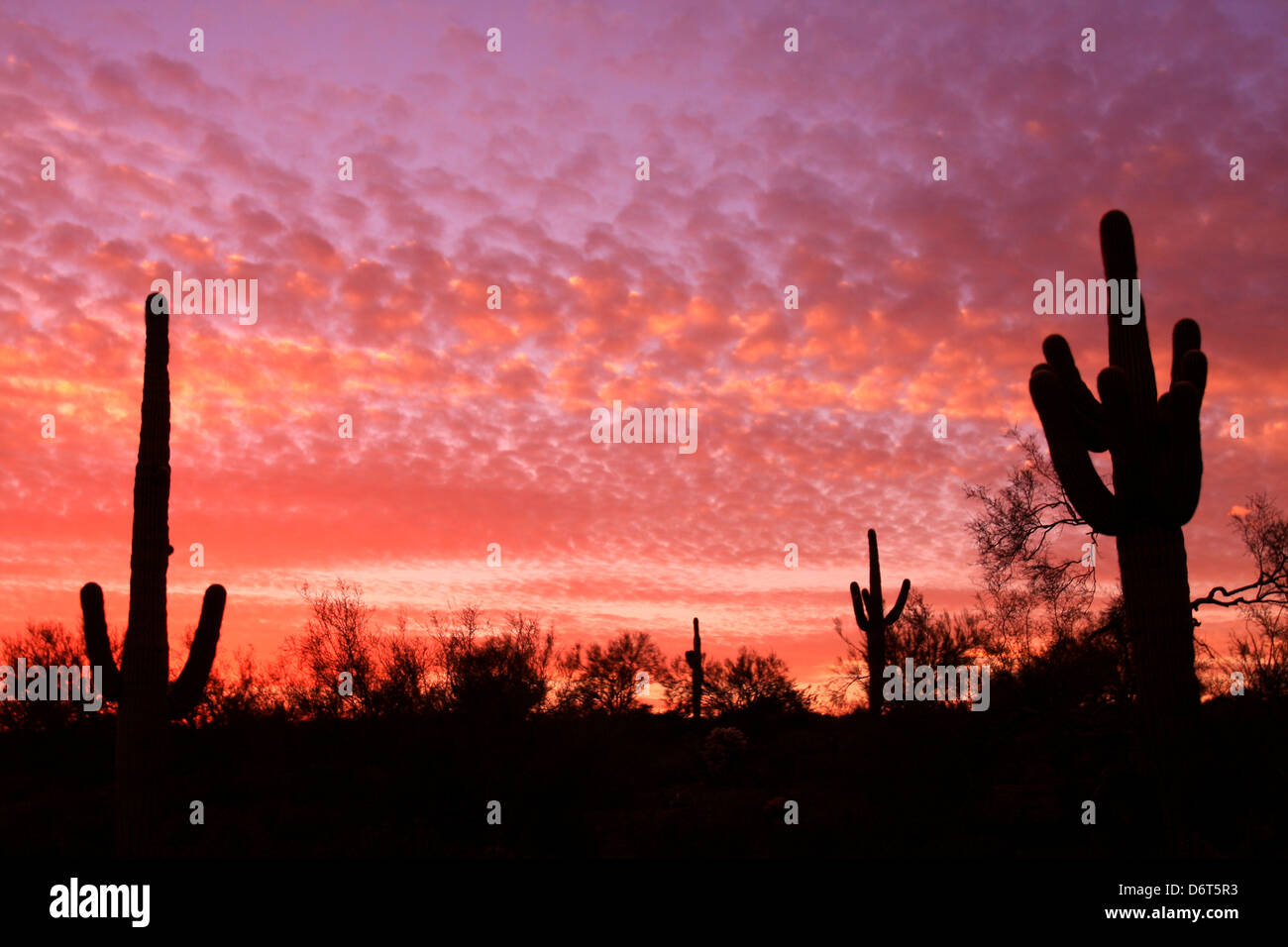 USA, Arizona, Tucson, Desert sunset Stock Photo - Alamy