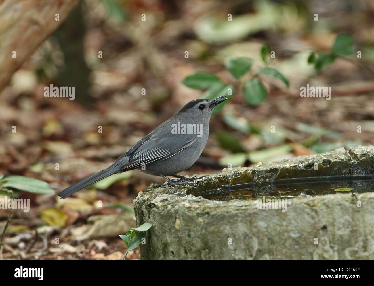 Grey Catbird (Dumetella carolinensis) adult, drinking, Cayo Coco, Jardines del Rey, Ciego de Avila Province, Cuba, March Stock Photo