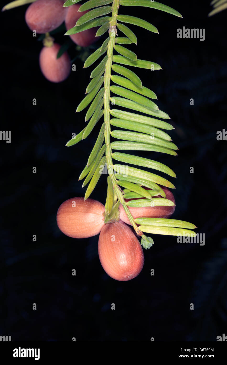 Chinese Plum-yew/Chinese Plum Yew/Plum Yew/Chinese Cowtail Pine/San Jian Shan fruit-Cephalotaxus fotunei-Family Cephalotaxaceae Stock Photo