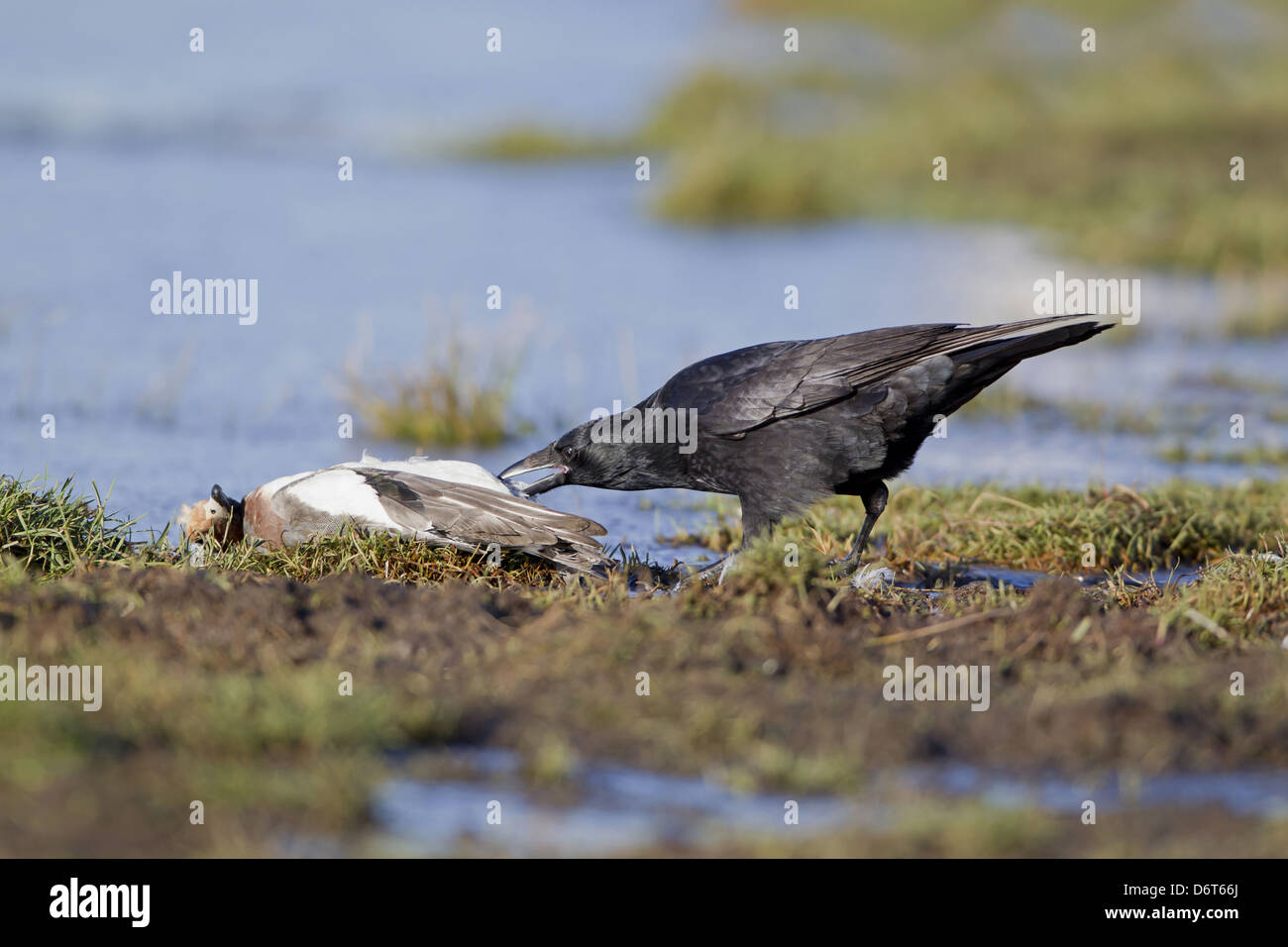 Carrion Crow (Corvus corone) adult, feeding on dead Eurasian Wigeon (Anas penelope) adult male, Suffolk, England, December Stock Photo