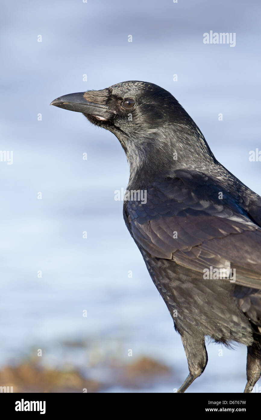 Crow edge hi-res stock photography and images - Alamy