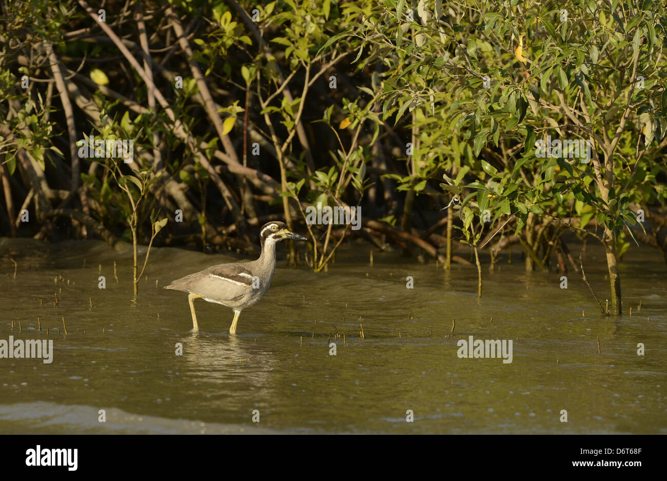 Beach Stone-curlew (Esacus giganteus) adult, walking in shallow water amongst mangroves, Cairns, Queensland, Australia, November Stock Photo