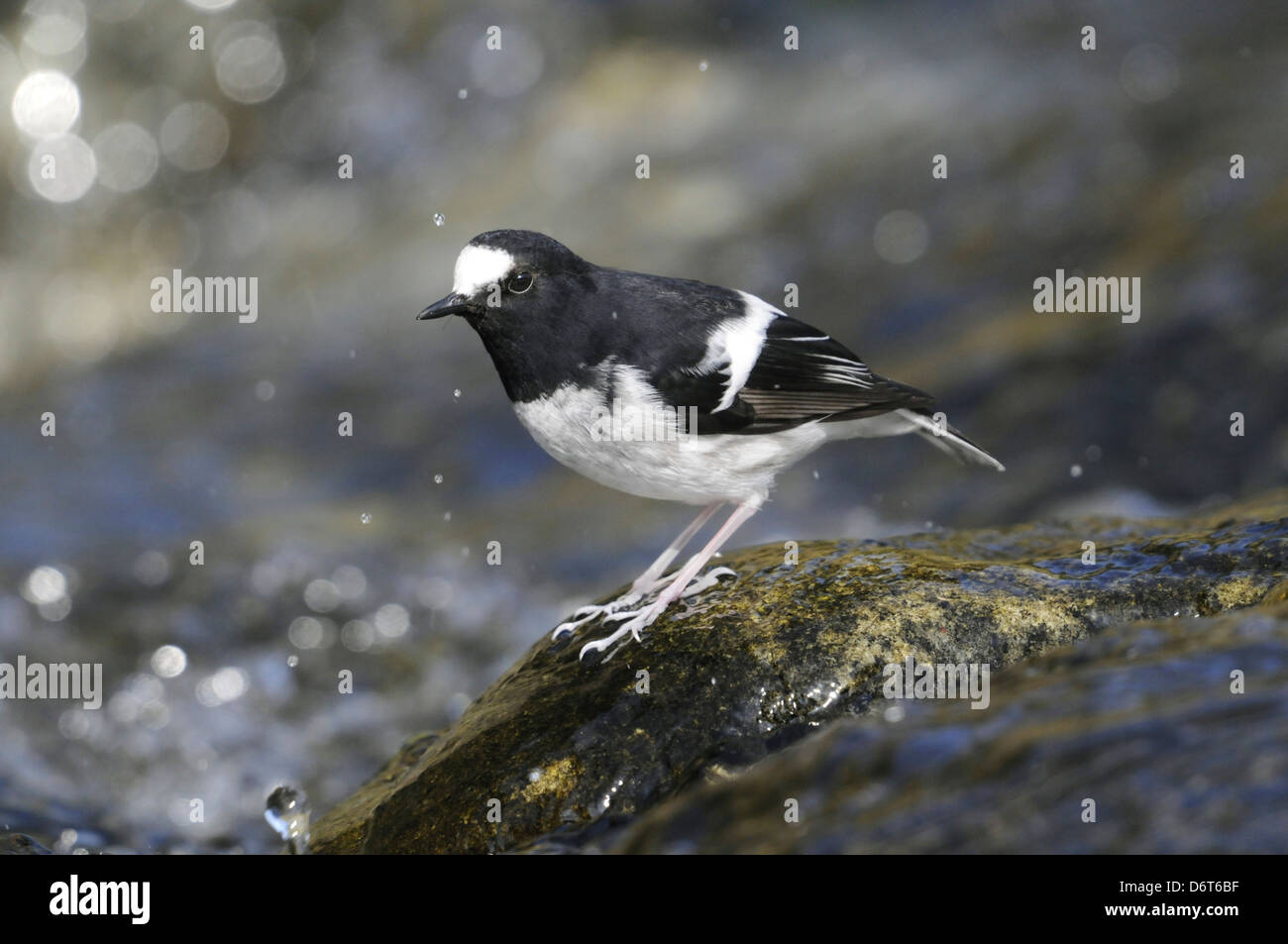 Little Forktail Enicurus scouleri Stock Photo Alamy