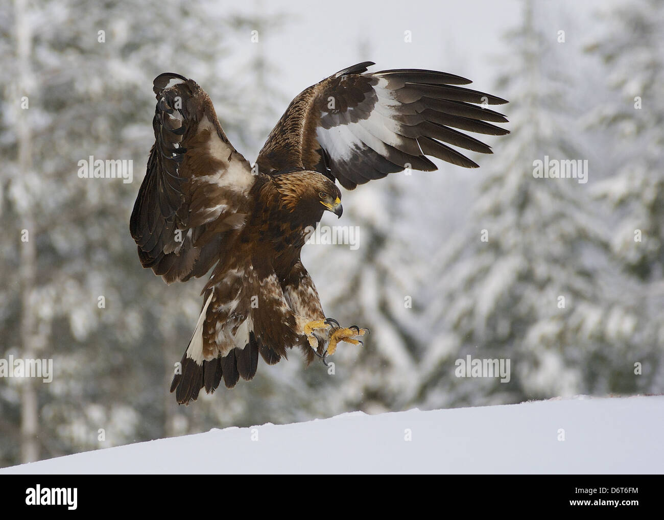 Golden Eagle Aquila chrysaetos immature in flight landing on snow