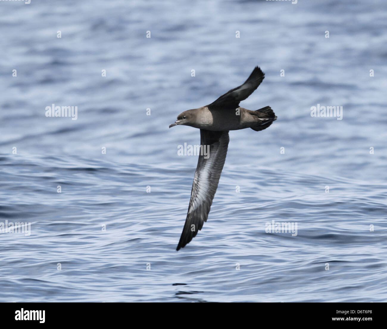 Sooty Shearwater Puffinus griseus Stock Photo