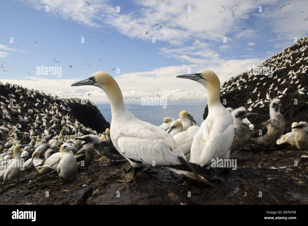 northern-gannet-morus-bassanus-adults-chicks-nesting-colony-on-volcanic
