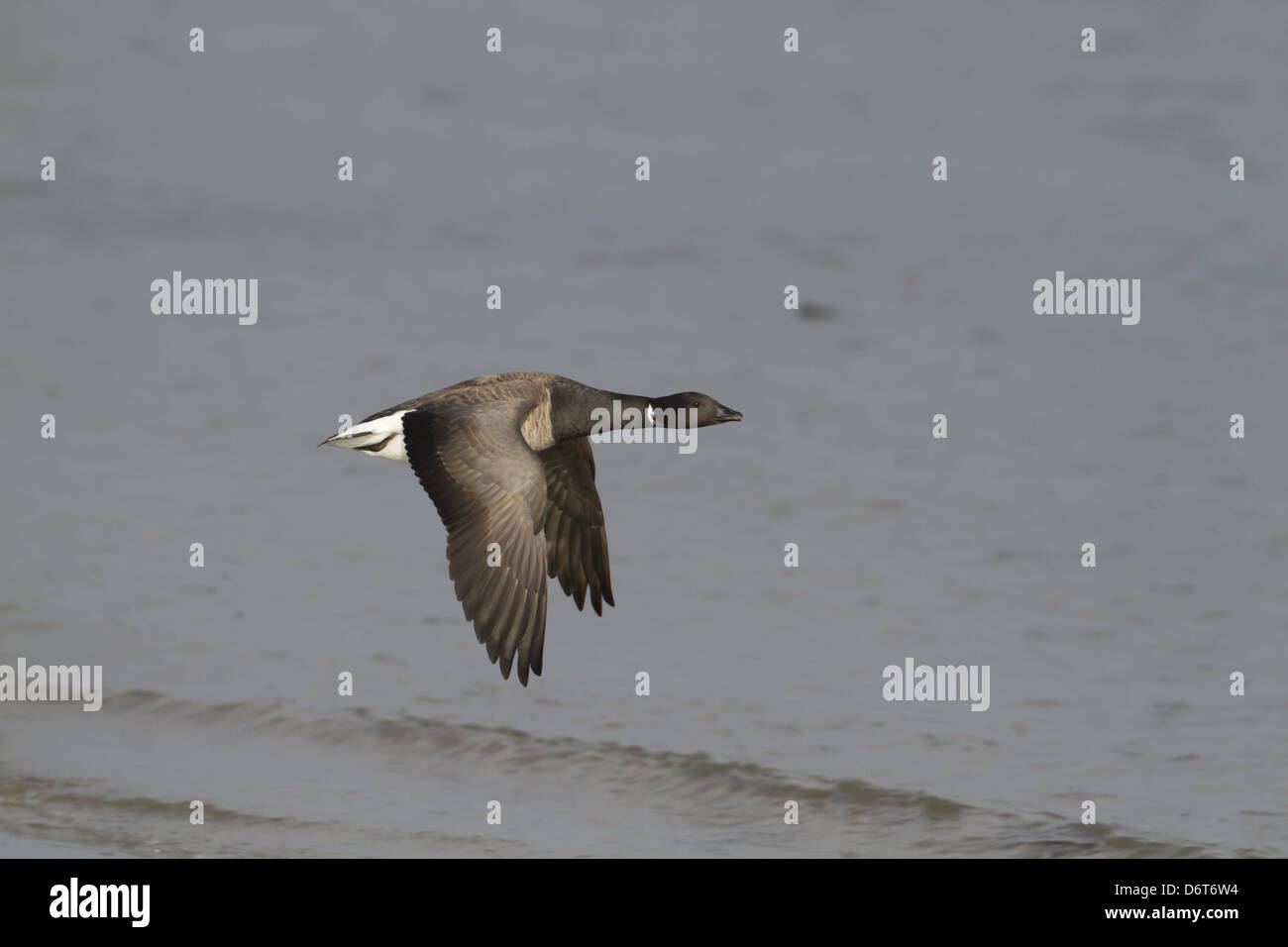 Canada goose northern clearance ireland