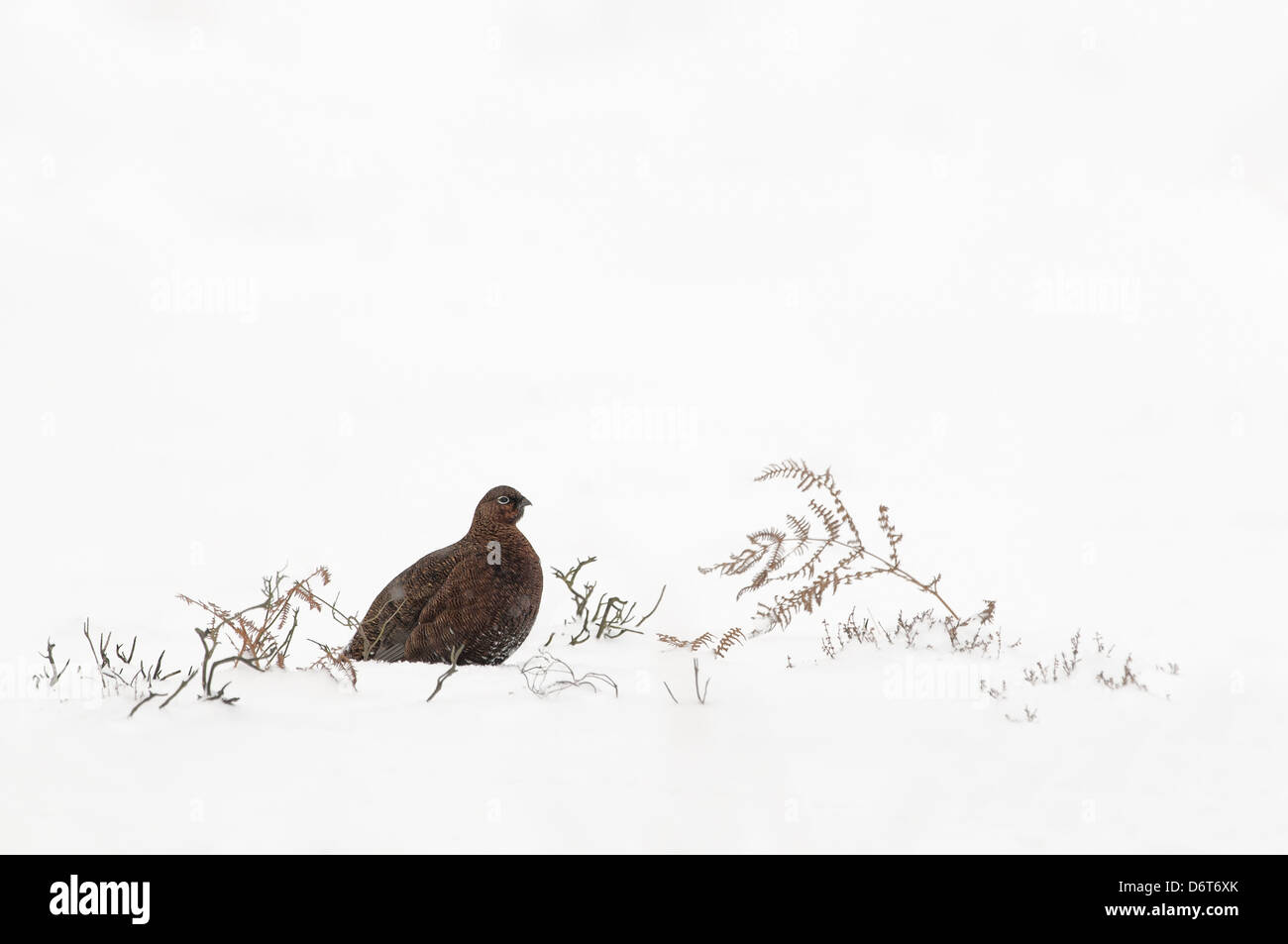 Red Grouse (Lagopus lagopus scoticus) adult, resting in snow, North Yorkshire Dales, North Yorkshire, England, January Stock Photo