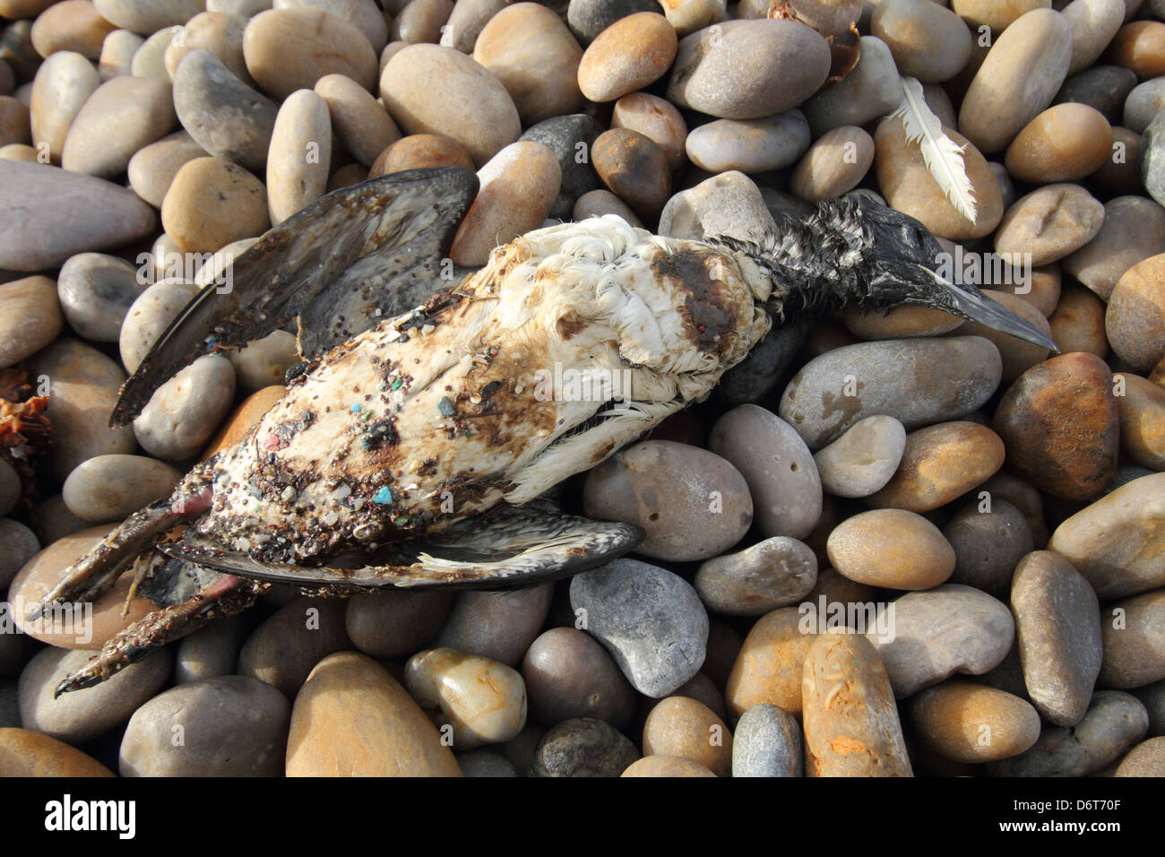 Common Guillemot Uria aalge dead adult washed ashore after contamination from polyisobutene oil additive sea affecting Stock Photo