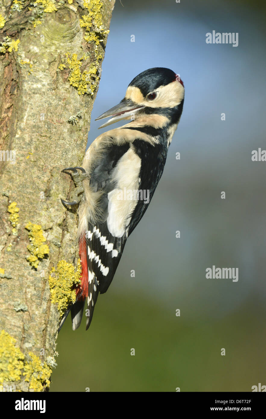 Great Spotted Woodpecker Dendrocopus major Stock Photo