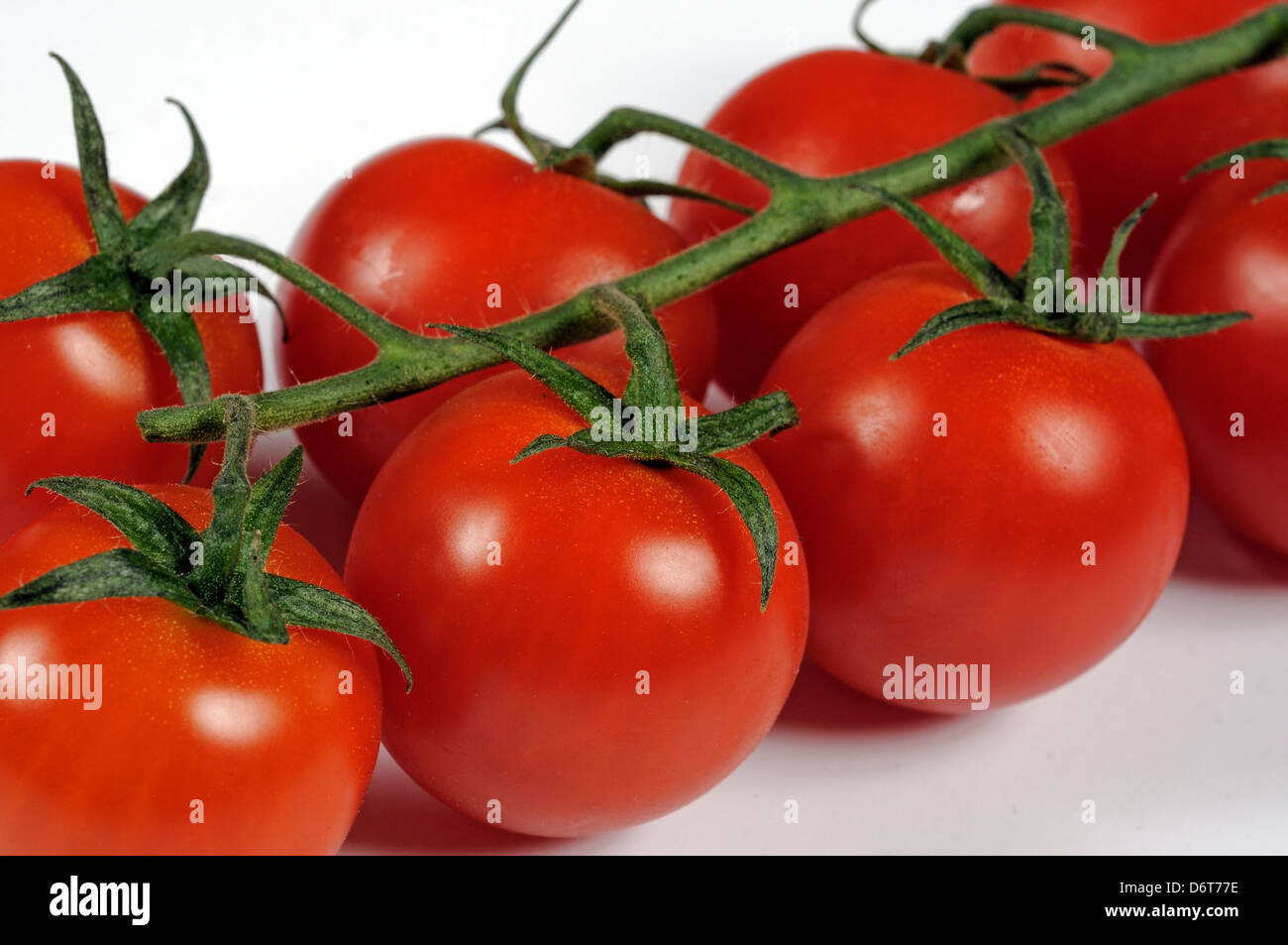 Cherry tomatoes on the vine against a white background Stock Photo - Alamy