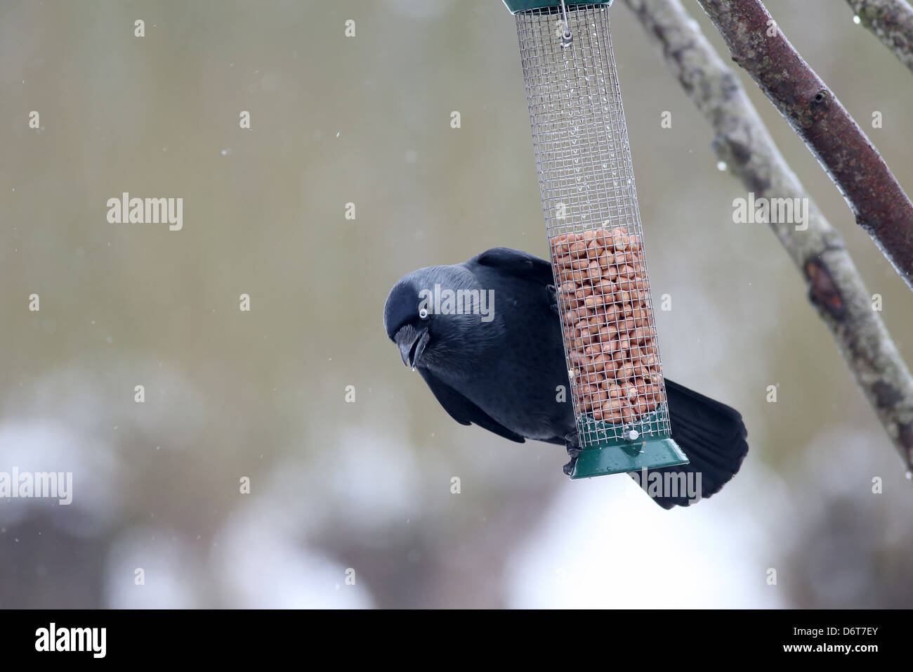 Jackdaw (Corvus monedula) adult, feeding on peanuts from hanging feeder in snow, Slimbridge, Gloucestershire, England, January Stock Photo