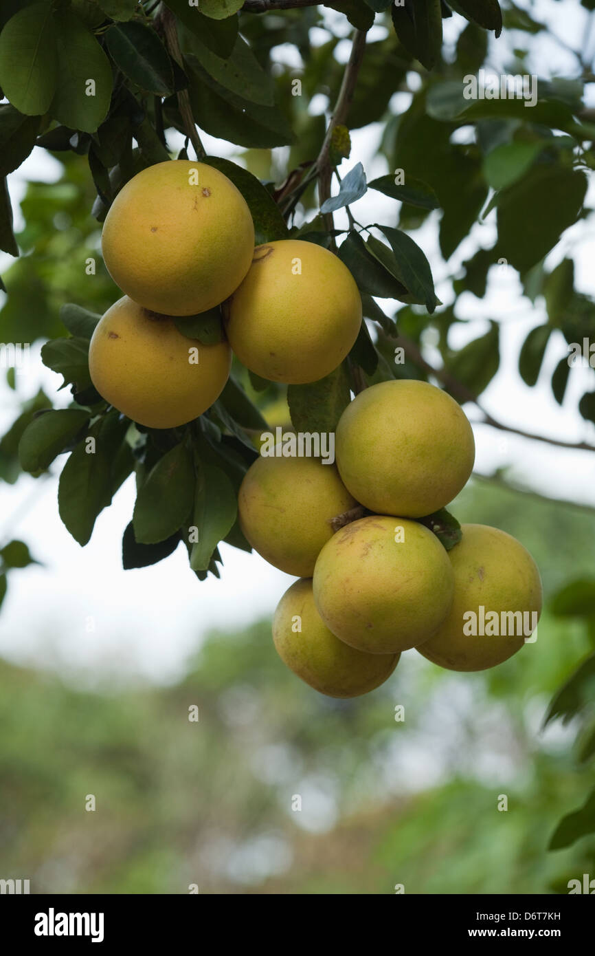 Grapefruit (Citrus X paradis). Cluster of fruits ripening on a tree. Cultivated hybrid citrus fruit tree.Guyana, Stock Photo