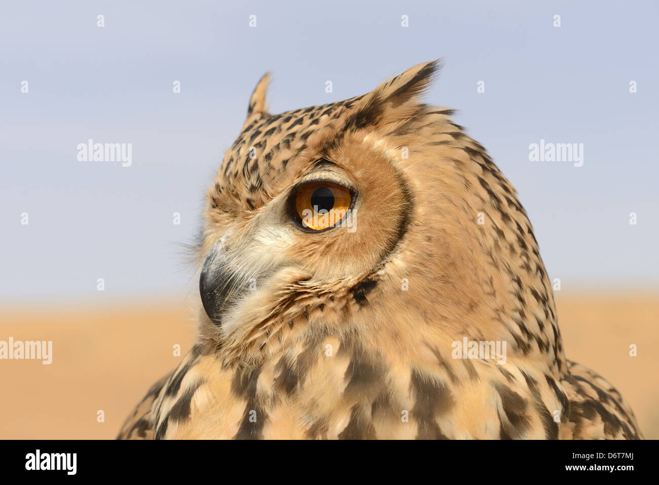 Pharaoh Eagle-owl Bubo ascalaphus adult close-up head Dubai Desert Conservation Reserve Al Maha Dubai United Arab Emirates Stock Photo