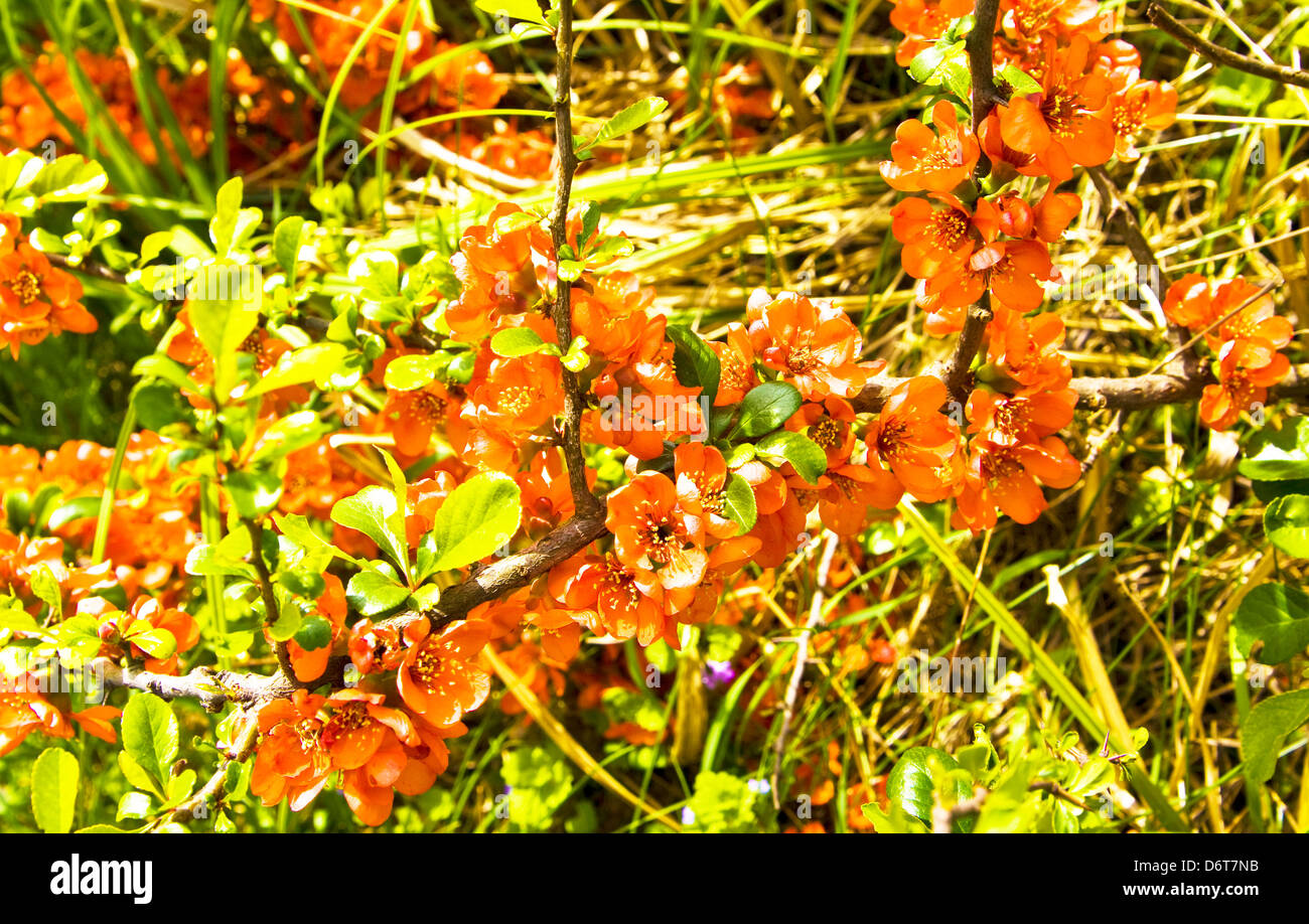 Branch of quince tree with orange flowers Stock Photo Alamy