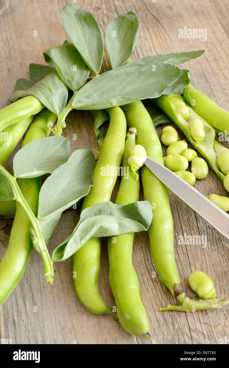 Broad bean leaf hires stock photography and images Alamy