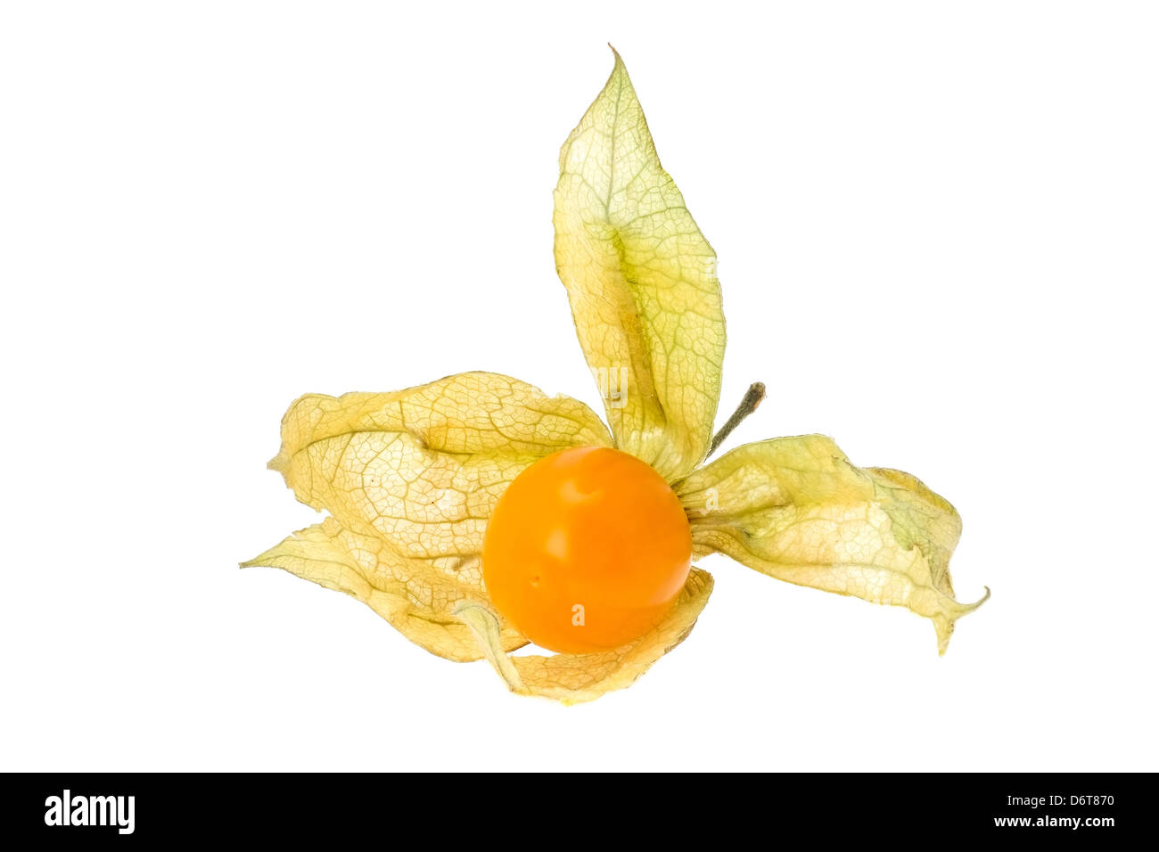 Physalis also known as a Winter Cherry or 'Love in a cage' - studio shot with a shallow depth of field and a white background. Stock Photo