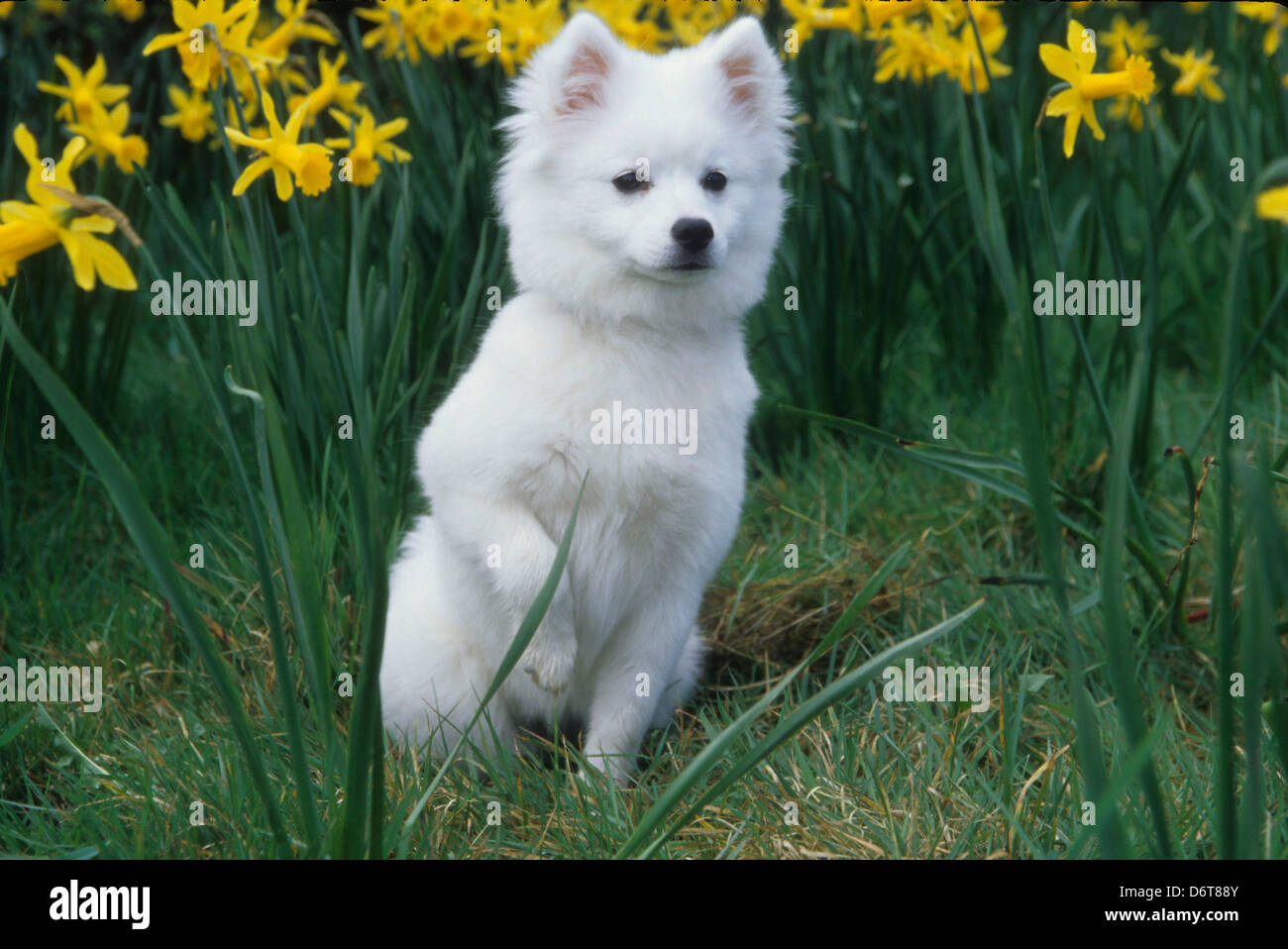 American Eskimo dog sitting in grass Stock Photo