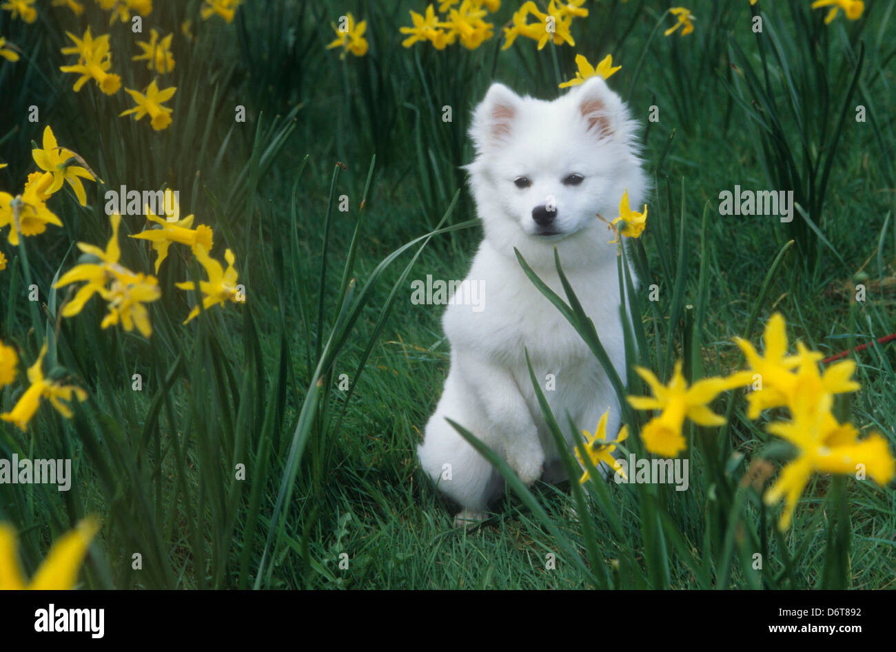 American Eskimo dog sitting in grass Stock Photo