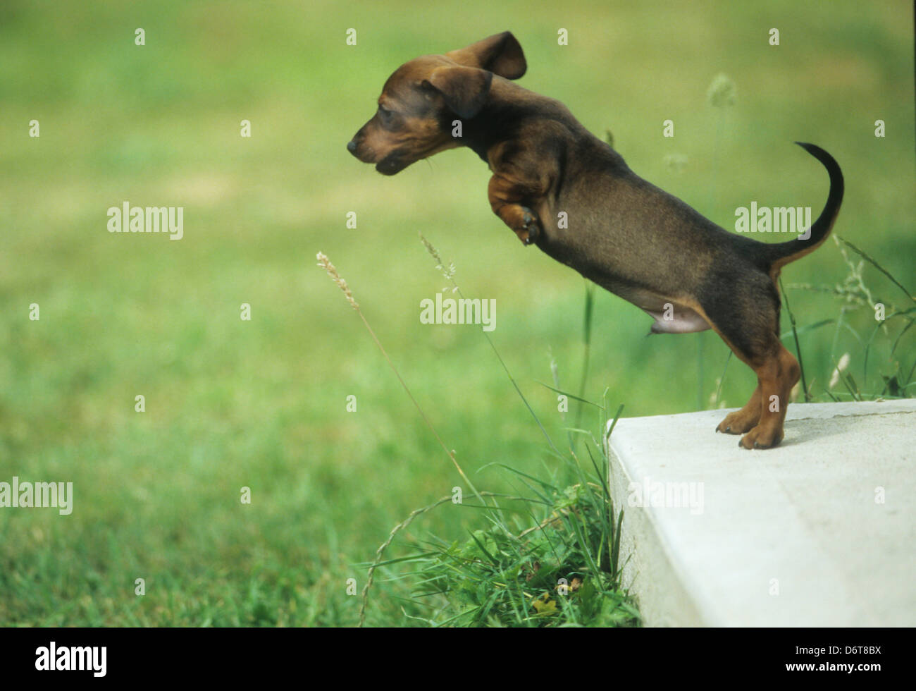 Dachshund puppy running on grass hires stock photography and images
