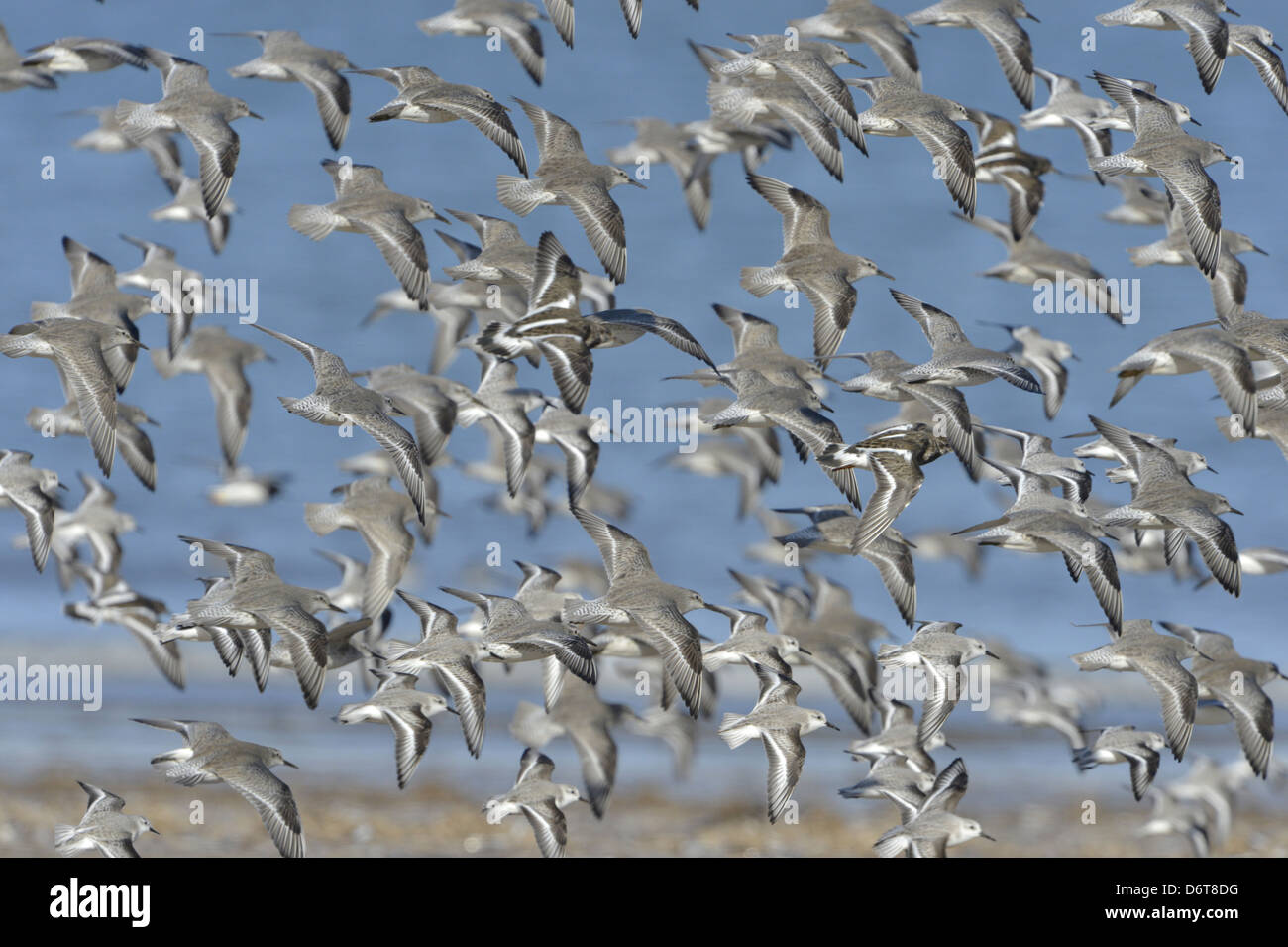 Knot Calidris canutus- flock in flight Stock Photo