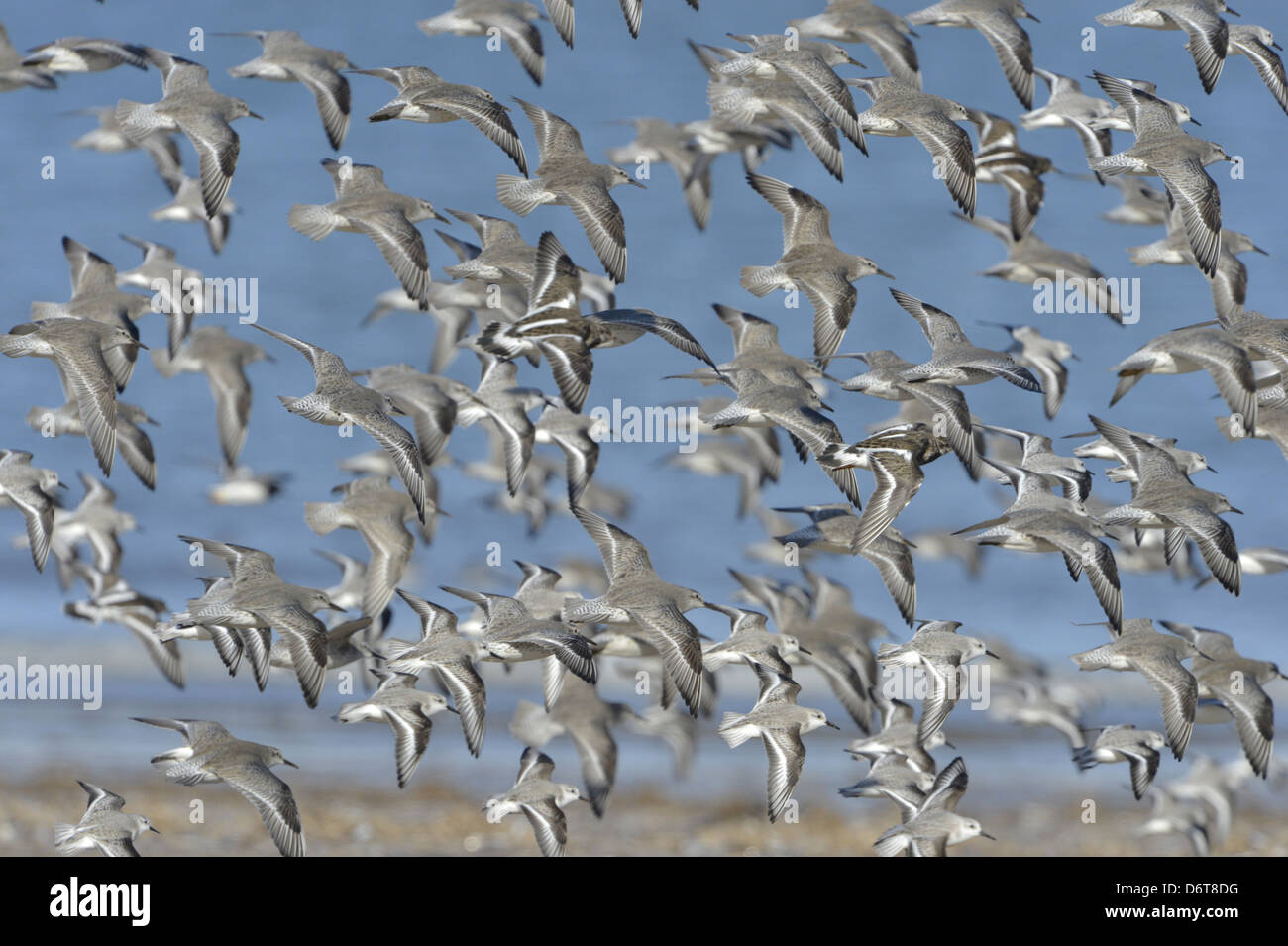 Knot Birds In Flight High Resolution Stock Photography and Images - Alamy